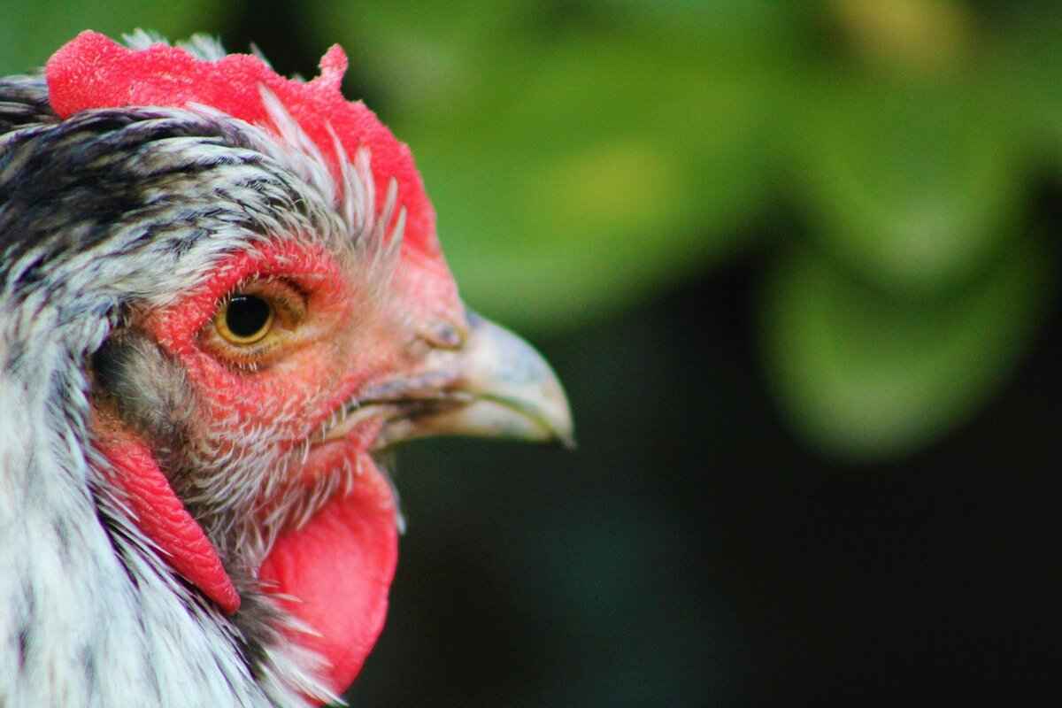 Understanding Sylveon's Evolution