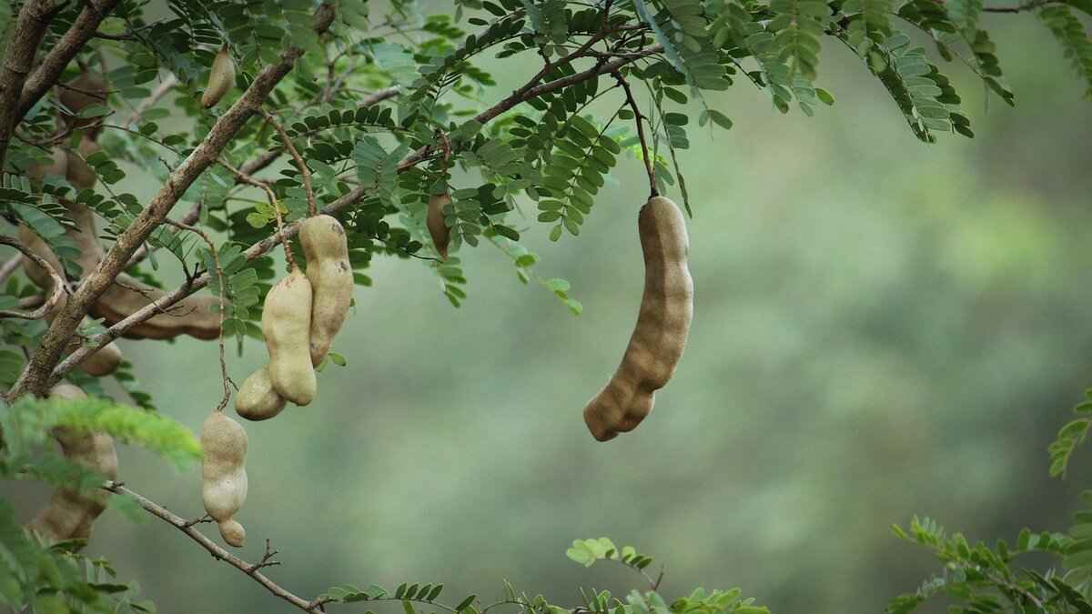 How is Tamarind Used in Southeast Asian Cuisine?