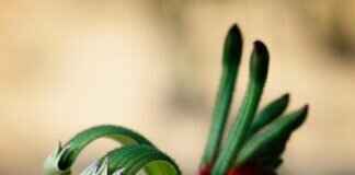 Teaching Responsibility Through Paw Patrol’s Missions Teaching Responsibility Through Paw Patrol’s Missions