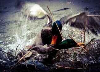 Terrakion Pokémon: Strengths, Best Moveset, and Competitive Play Tips Terrakion Pokémon: Strengths, Best Moveset, and Competitive Play Tips