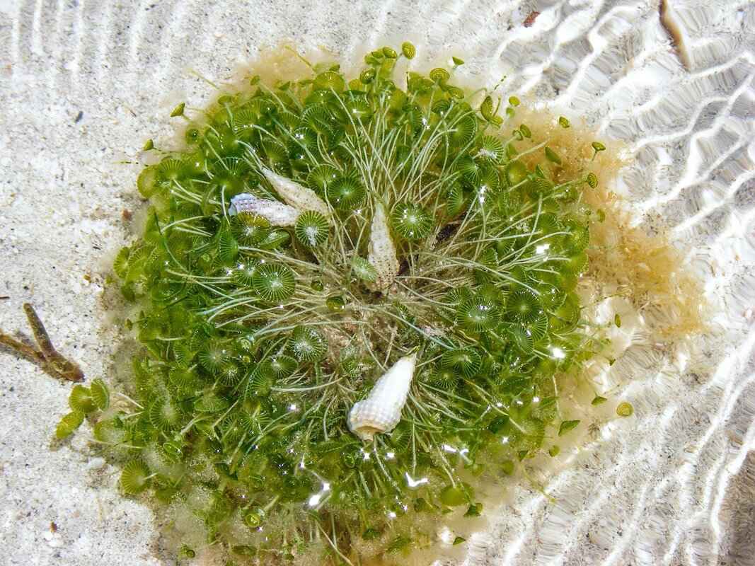 What Are the Key Nutrients in Seaweed?