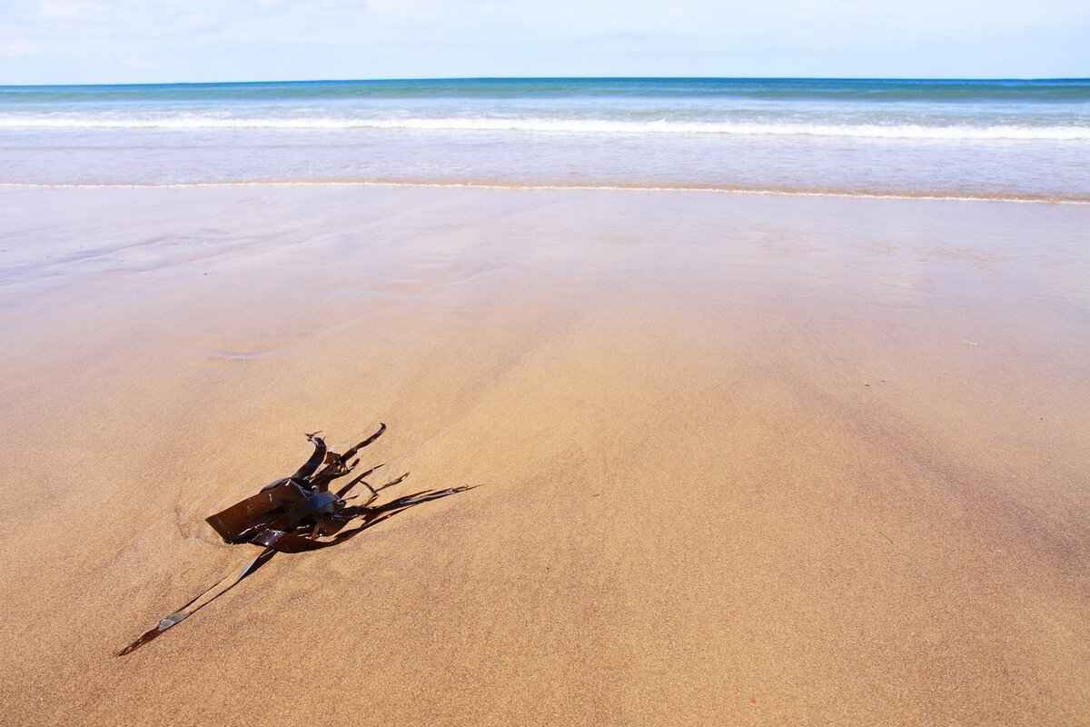 Are There Any Risks Associated with Seaweed Consumption?