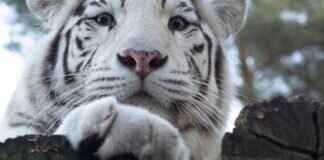 The Best Bengali YouTube Channels to Follow Right Now The Best Bengali YouTube Channels to Follow Right Now