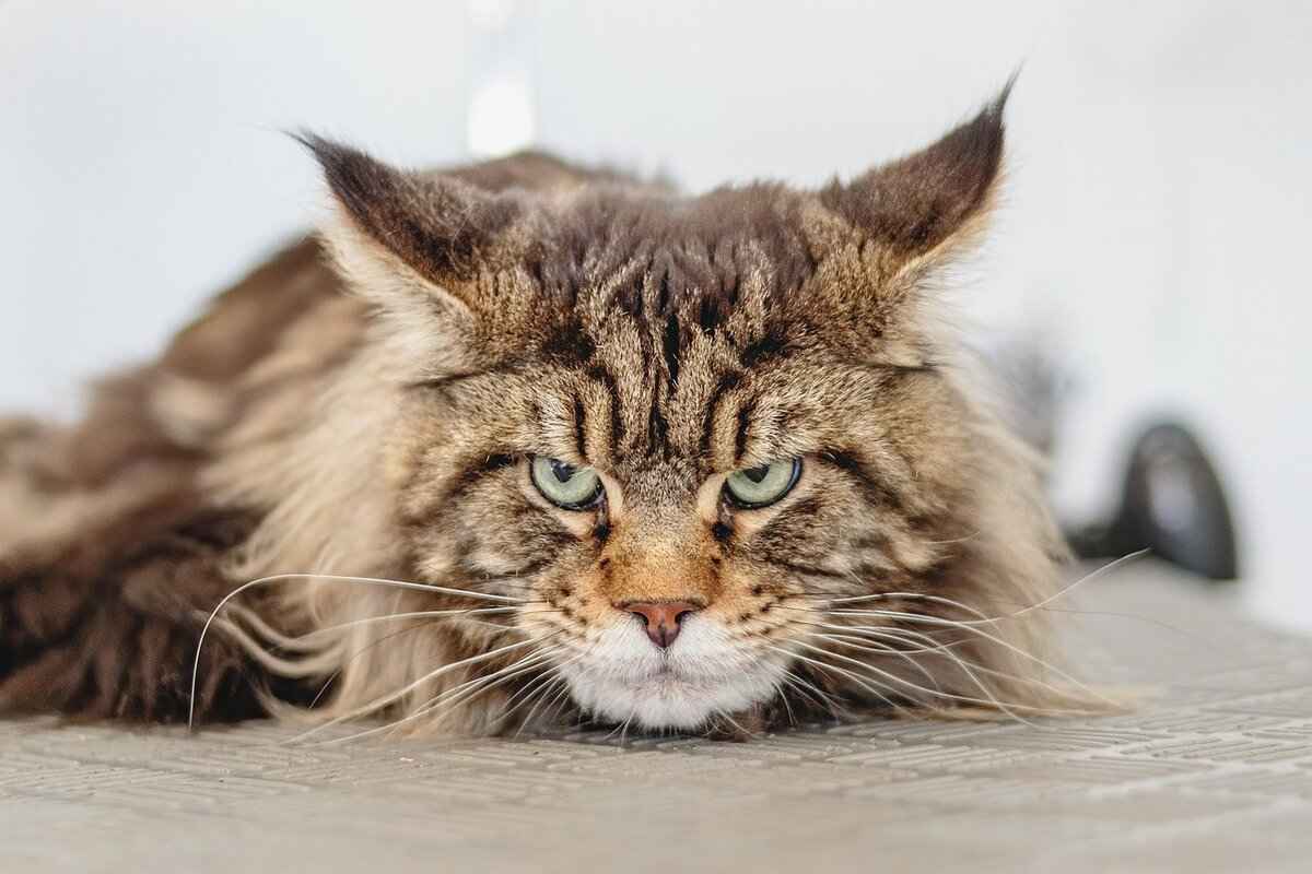 What Makes Cat Cafés So Popular in Asia?