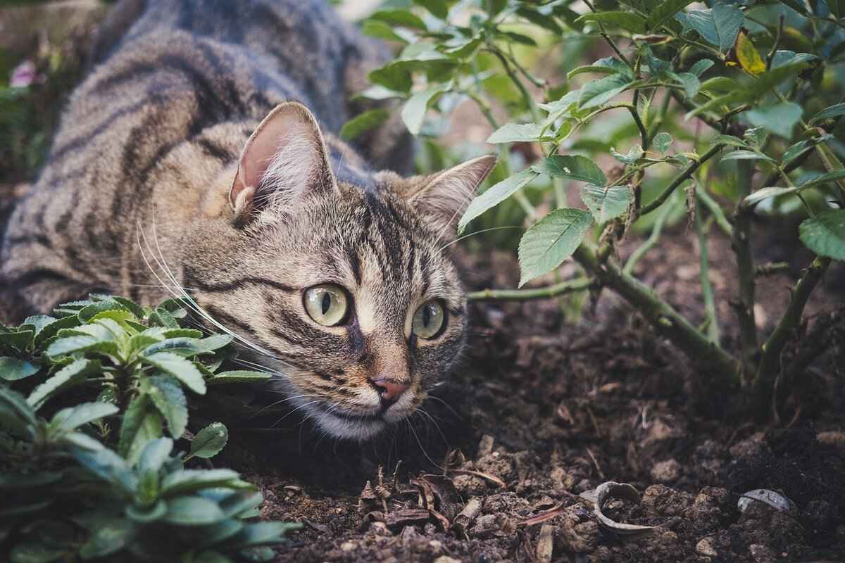 What to Expect at Animal Cafés in South Korea?