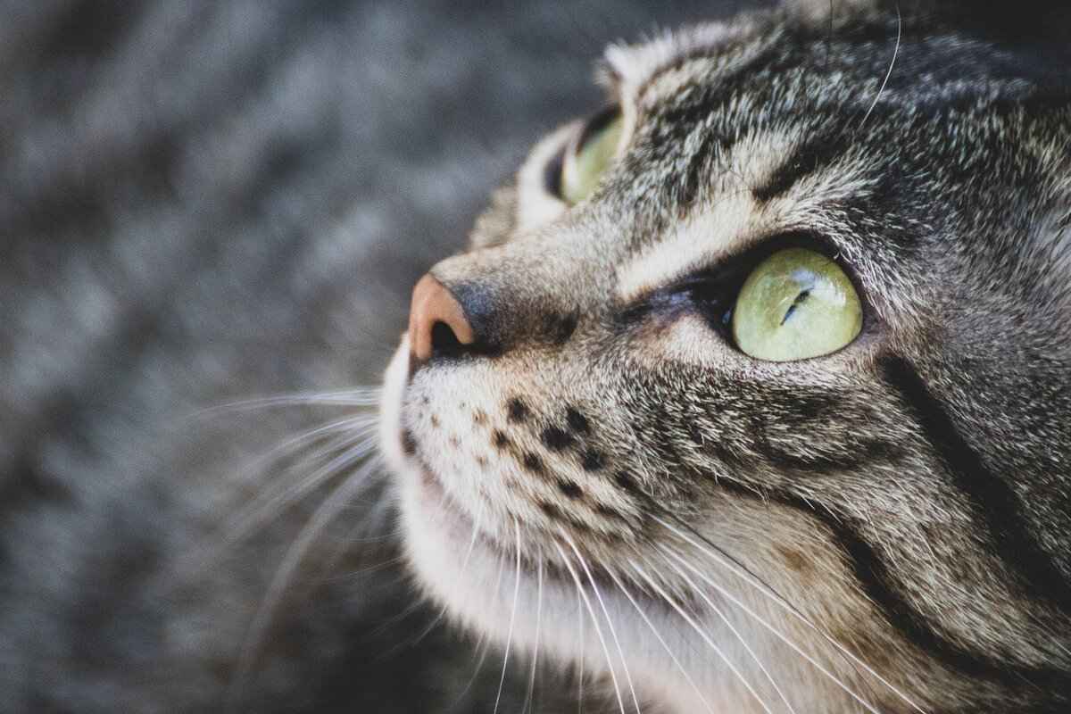 How Do Animal Cafés Promote Animal Welfare?