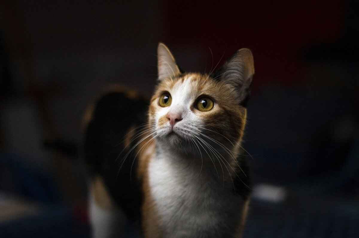 Tips for Visiting Cat Cafés and Animal-Themed Restaurants