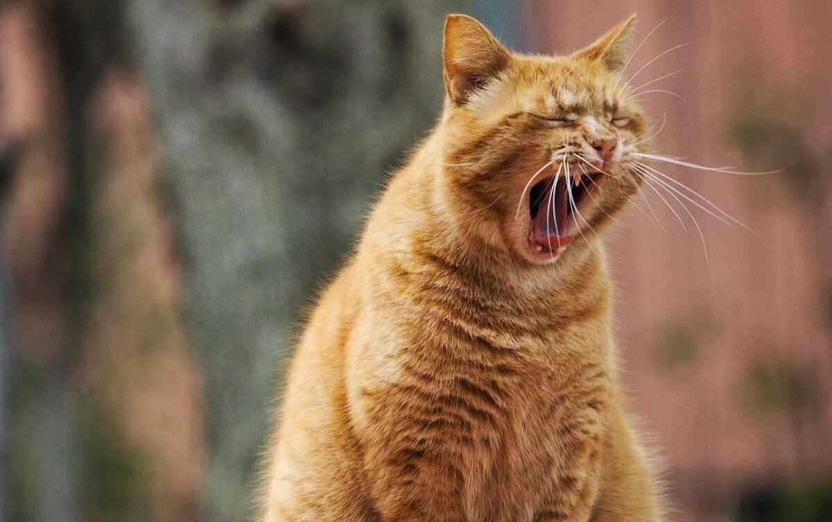 Top Cat Cafés to Visit in Japan