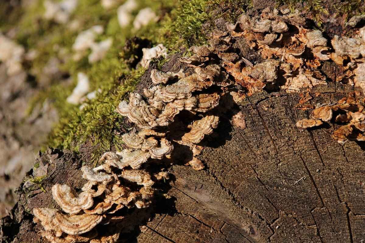 The Best Eco-Friendly Night Dresses for Sustainable Comfort 2 Top Sustainable Materials for Night Dresses