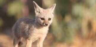 The Best Eco-Tourism Spots in West Bengal You Need to Visit The Best Eco-Tourism Spots in West Bengal You Need to Visit