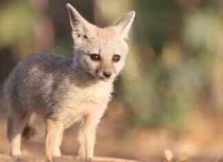 The Best Eco-Tourism Spots in West Bengal You Need to Visit The Best Eco-Tourism Spots in West Bengal You Need to Visit