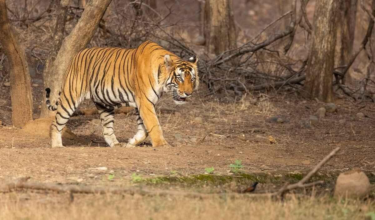 The Best Eco-Tourism Spots in West Bengal You Need to Visit 2 2. Buxa Tiger Reserve