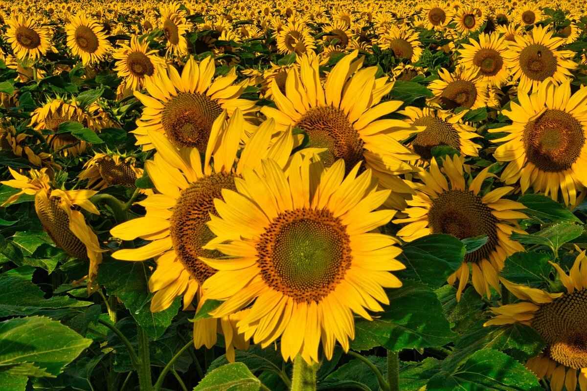 The Best Heritage Walks in Kolkata for History Buffs 4 4. Tips for a Memorable Heritage Walk