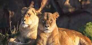 The Best Paw Patrol Episodes of All Time – Ranked! The Best Paw Patrol Episodes of All Time – Ranked!