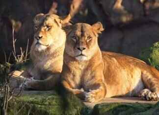 The Best Paw Patrol Episodes of All Time – Ranked! The Best Paw Patrol Episodes of All Time – Ranked!