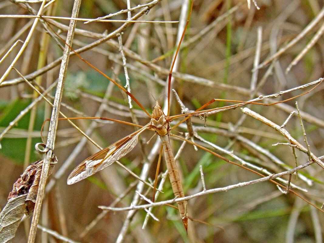 The Best Paw Patrol Episodes of All Time – Ranked! 5 Viewer Reception and Critical Acclaim