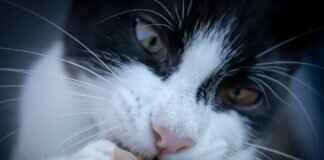 The Best Paw Patrol-Themed Snacks & Treats for Kids The Best Paw Patrol-Themed Snacks & Treats for Kids