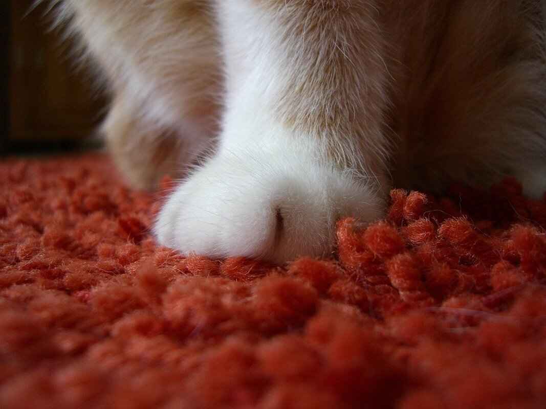 Planning a Paw Patrol-Themed Party