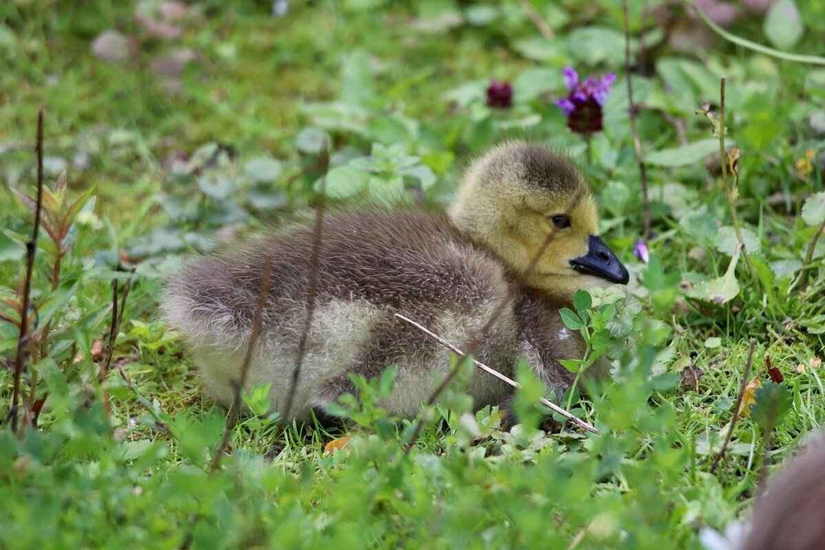 The Best Ryan Gosling and Emma Stone Movies You Need to Watch 2 Top Ryan Gosling and Emma Stone Films to Watch