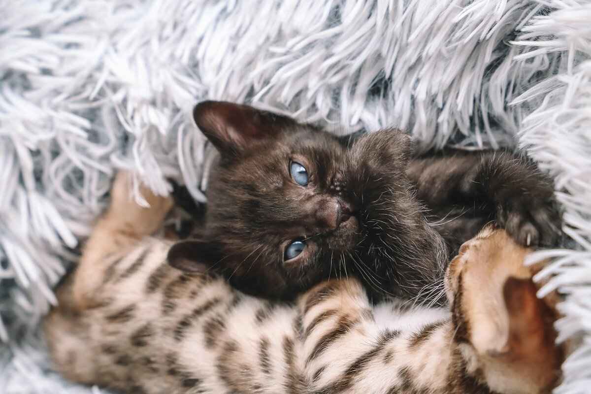 The Best Things to Do in Contai West Bengal: A Guide for Travelers 9 10.1 Popular Parks in Contai