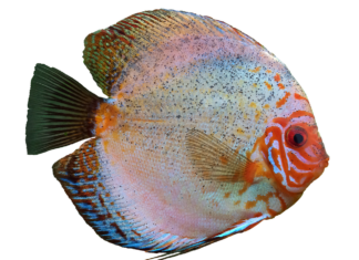 The Best Ways to Cook & Use Fish Maw in Asian Cuisine The Best Ways to Cook & Use Fish Maw in Asian Cuisine