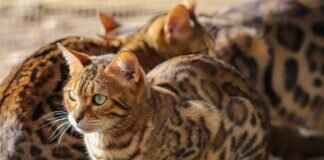 The Connection Between West Bengal and the Nobel Prize The Connection Between West Bengal and the Nobel Prize