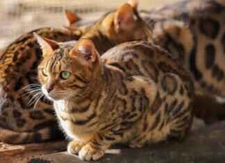 The Connection Between West Bengal and the Nobel Prize The Connection Between West Bengal and the Nobel Prize