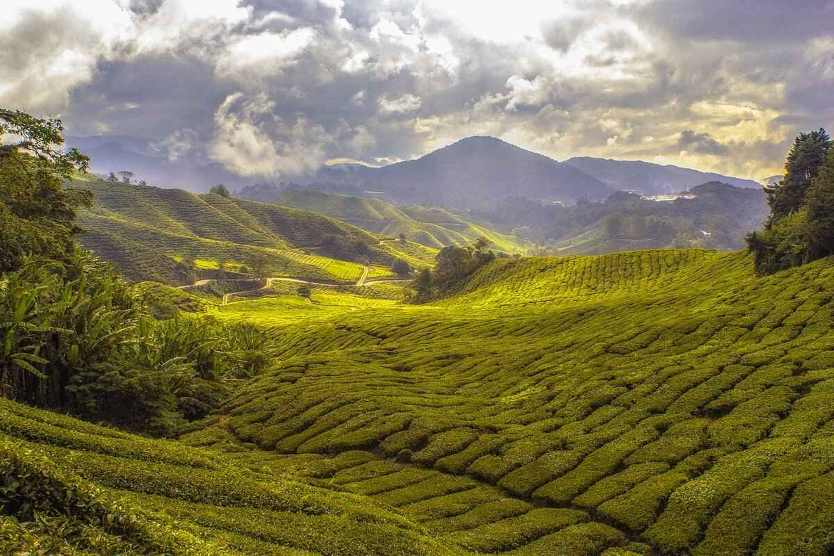 What Are the Key Benefits of Chrysanthemum Tea?