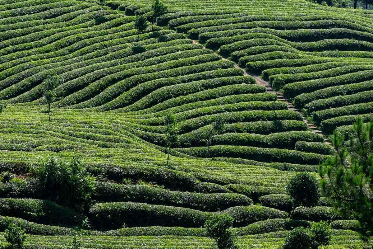 What Nutritional Components Are Present in These Teas?