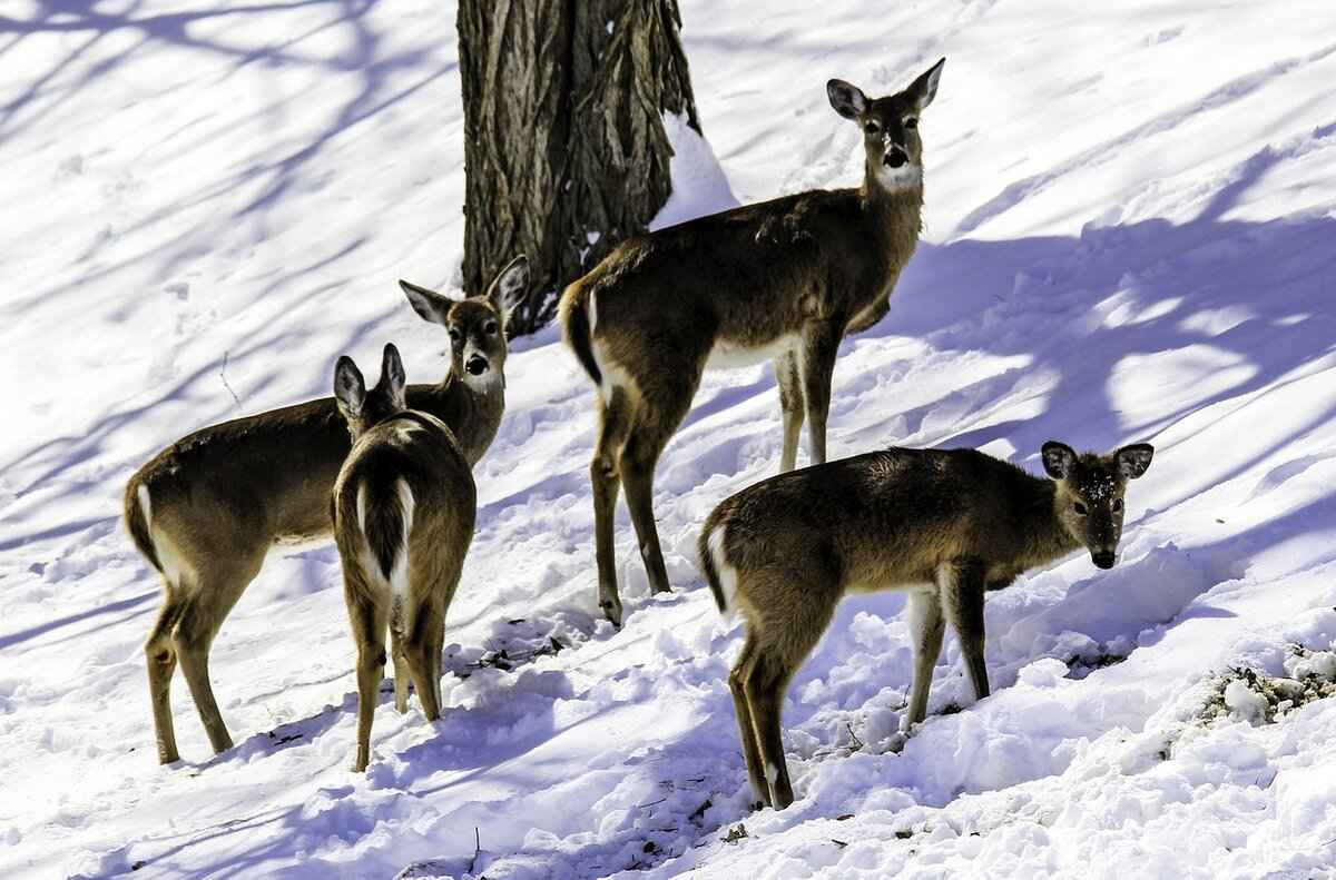 The Diary of West Bengal: Exploring the State’s Rich Culture and History 3 Festivals Celebrated in West Bengal