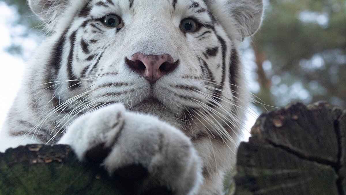 Main Dialects of Bengali in India