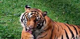 The Evolution of Football in Bengal: From Mohun Bagan to ISL The Evolution of Football in Bengal: From Mohun Bagan to ISL