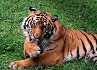 The Evolution of Football in Bengal: From Mohun Bagan to ISL The Evolution of Football in Bengal: From Mohun Bagan to ISL