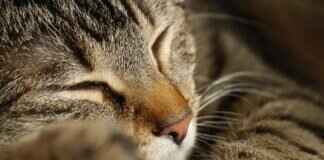 The Evolution of Paw Patrol: How the Show Has Grown Over the Years The Evolution of Paw Patrol: How the Show Has Grown Over the Years