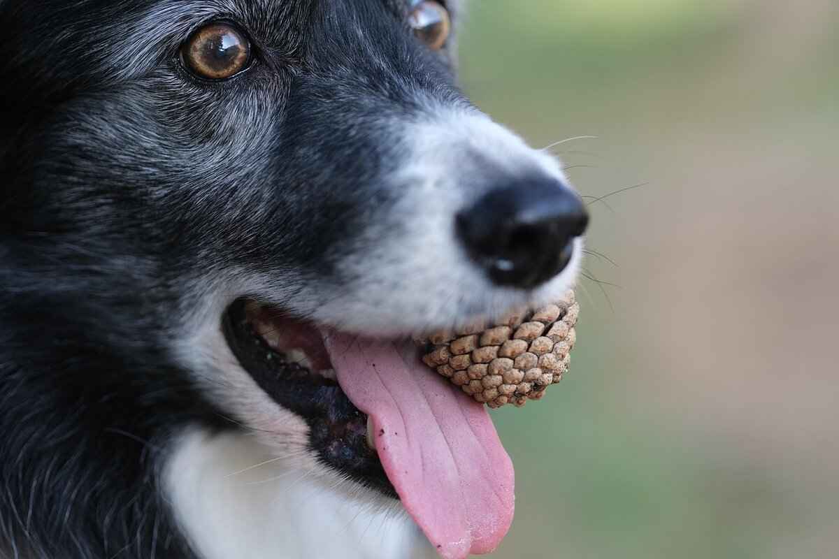 Regional Variations of Bengali