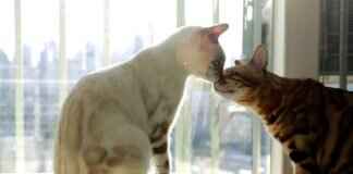 The Future of Tourism in West Bengal: What’s Next? The Future of Tourism in West Bengal: What’s Next?