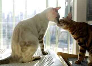 The Future of Tourism in West Bengal: What’s Next? The Future of Tourism in West Bengal: What’s Next?