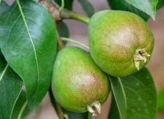 The Growth of the IT Sector in West Bengal: What’s Next? The Growth of the IT Sector in West Bengal: What’s Next?