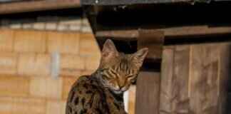 The Hidden Stories of Bengal Renaissance That Shaped Modern India The Hidden Stories of Bengal Renaissance That Shaped Modern India