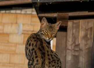 The Hidden Stories of Bengal Renaissance That Shaped Modern India The Hidden Stories of Bengal Renaissance That Shaped Modern India