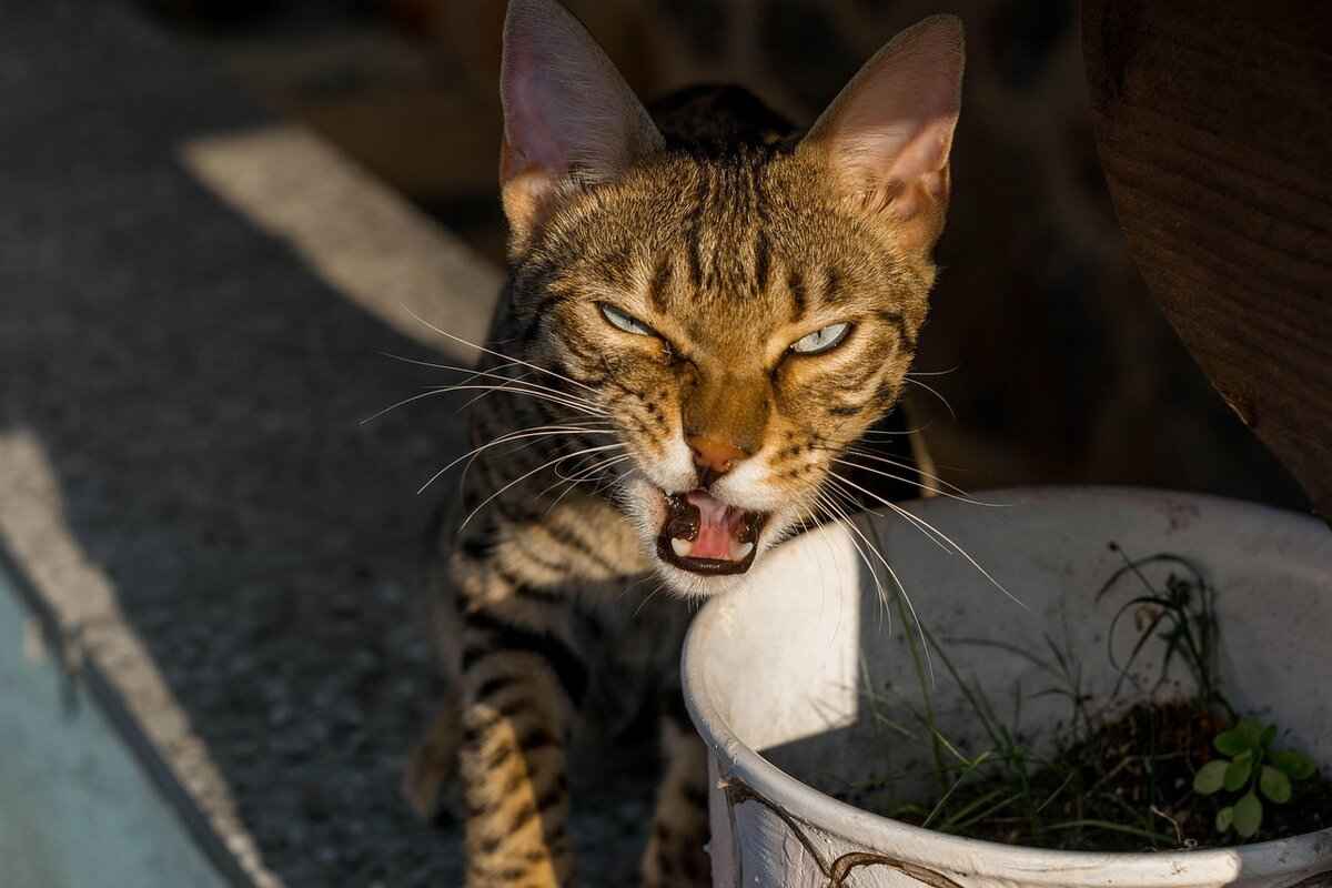 [Understanding the Bengal Renaissance]