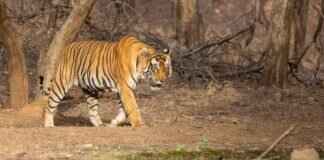 The Impact of the Bengal Partition: What Really Happened? The Impact of the Bengal Partition: What Really Happened?