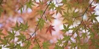 The Importance of Knife Skills in Japanese Sushi Preparation The Importance of Knife Skills in Japanese Sushi Preparation