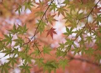 The Importance of Knife Skills in Japanese Sushi Preparation The Importance of Knife Skills in Japanese Sushi Preparation