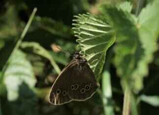 The Many Uses of Pandan Leaves in Asian Desserts & Drinks The Many Uses of Pandan Leaves in Asian Desserts & Drinks