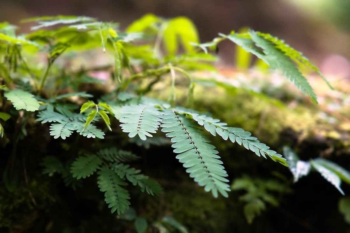 What is Pandan and Why is it Popular in Asian Cuisine?