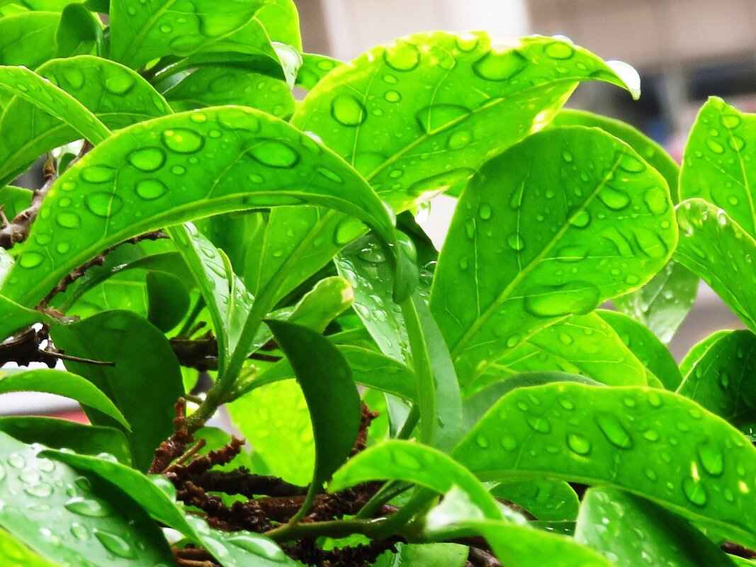 What is the Cultural Significance of Pandan Leaves?