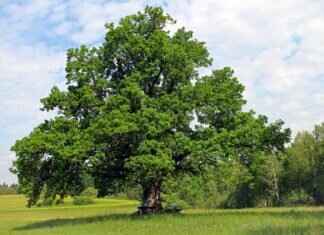 The Most Comfortable Night Dresses for Cozy Evenings at Home The Most Comfortable Night Dresses for Cozy Evenings at Home