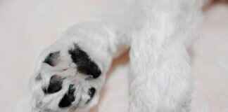 The Most Heartwarming Moments in Paw Patrol Episodes The Most Heartwarming Moments in Paw Patrol Episodes