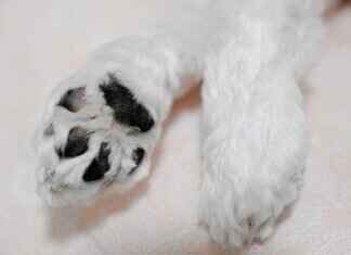 The Most Heartwarming Moments in Paw Patrol Episodes The Most Heartwarming Moments in Paw Patrol Episodes